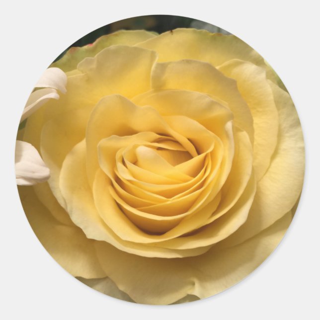 Adesivos de Selos de Envelope de Rosa Amarela (Frente)