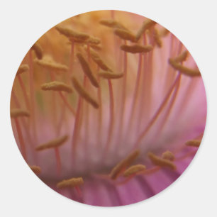 Adesivos de sementes