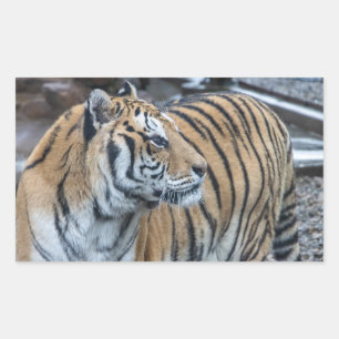 Adesivos de Tigre