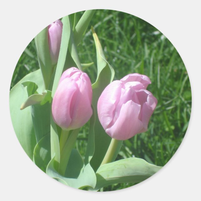 Adesivos de Tulipas Rosa (Frente)