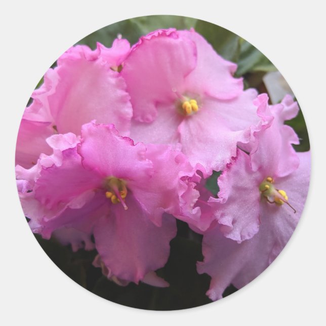 Adesivos de Violeta Africana Rosa Selos de Envelop (Frente)