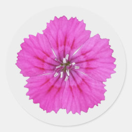 Adesivos Dianthus Rosa