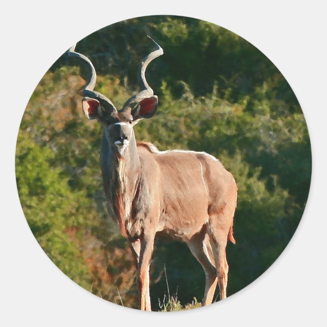 Adesivos do Cabo Kudu Oriental (Frente)
