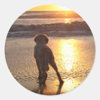 Adesivos do ouro Retriever