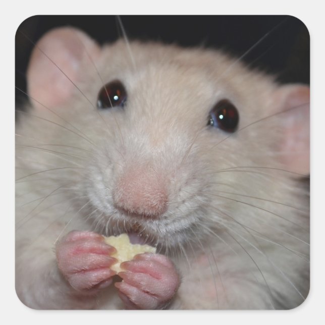 Adesivos Dumbo Rat Bonitos (Frente)