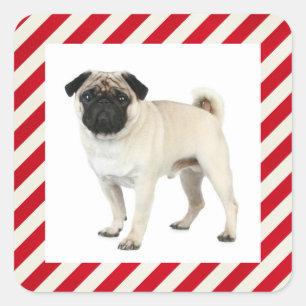 Adesivos / Etiqueta de Cachorro Pug Filhote Vermel