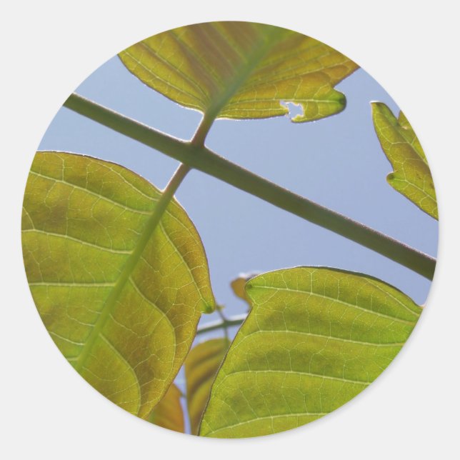 Adesivos Folha (Frente)