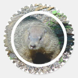 Adesivos Groundhog