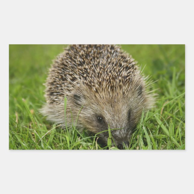 Adesivos Hedgehog (Frente)