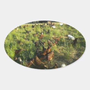 Adesivos Hen de Intervalo Livre