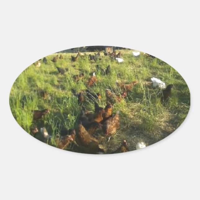 Adesivos Hen de Intervalo Livre (Frente)