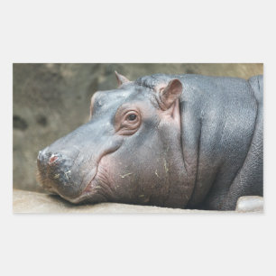 Adesivos Hippopotamus