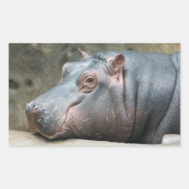 Adesivos Hippopotamus (Frente)