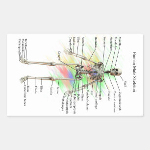 Adesivos humanos do esqueleto