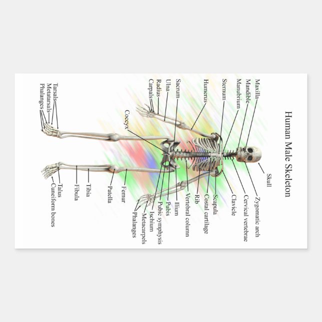 Adesivos humanos do esqueleto (Frente)