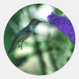 Adesivos Hummingbird