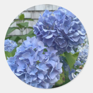 Adesivos Hydrangeas Azuis (Hydrangea macrophylla)