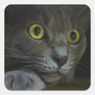 Adesivos Intensidade