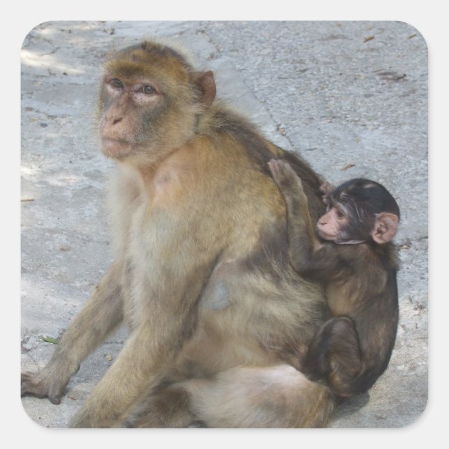Adesivos Macacos de Gibraltar (Frente)