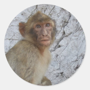 Adesivos Macacos de Gibraltar