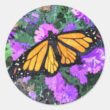 Adesivos Monarca & Ásteres