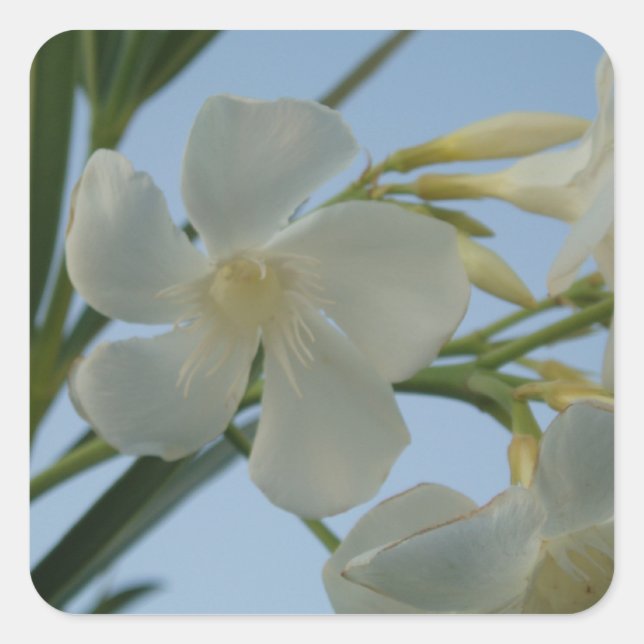 Adesivos Oleander Branco (Frente)