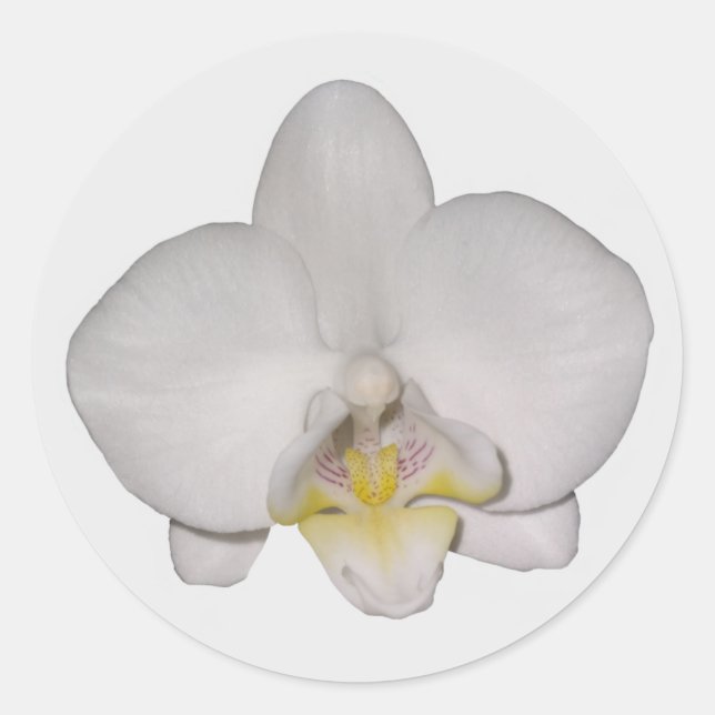 Adesivos Orquícolas Brancos (Frente)