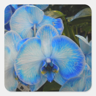 Adesivos Orquídea Mística Azul II
