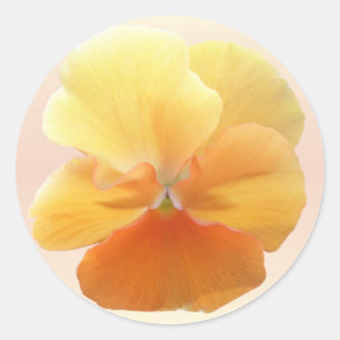 Adesivos - Pansor Laranja