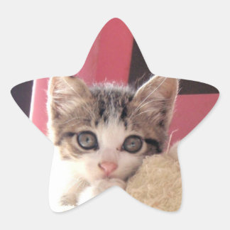 adesivos para estrelas de brinquedos de gatinho