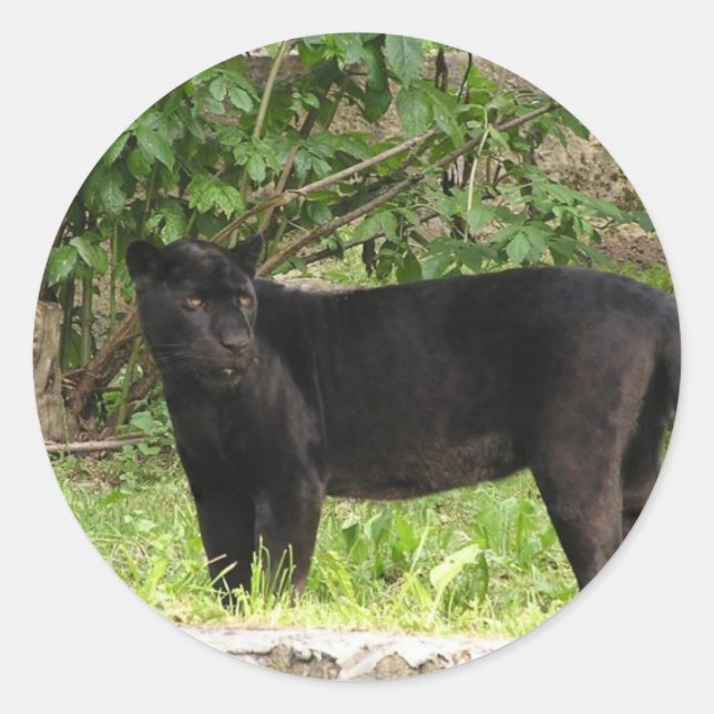 Adesivos para panos de embalagem (Frente)