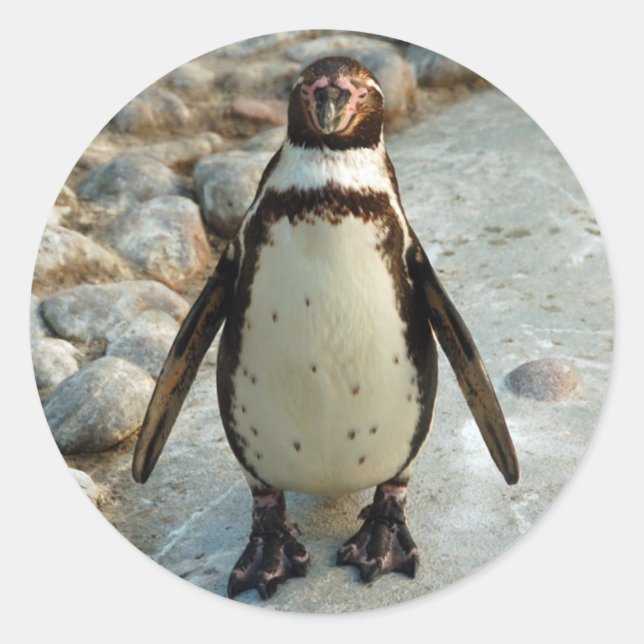 Adesivos para pinguins (Frente)