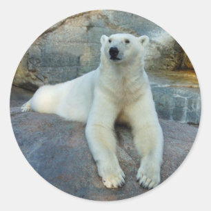 Adesivos para Urso Polar