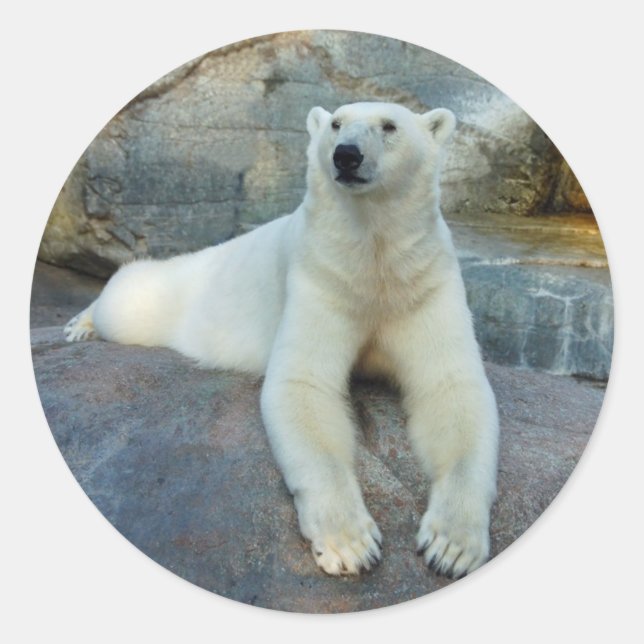 Adesivos para Urso Polar (Frente)
