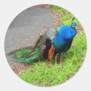 Adesivos Pavão Azul nº 1