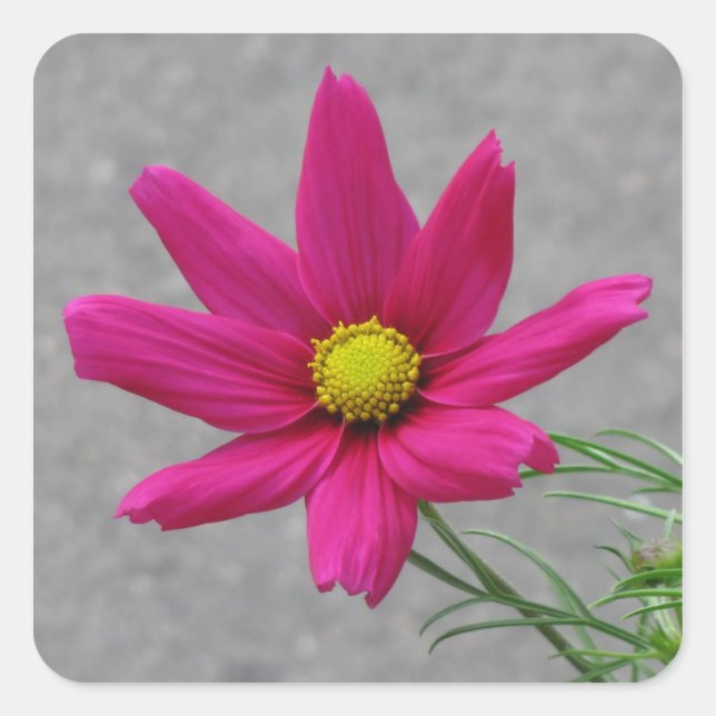 Adesivos personalizados da Flor Rosa (Frente)