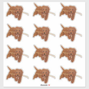 Adesivos Personalizados Goldie Doodle