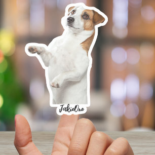 Adesivos Personalizados para Pets – Decais de Vini