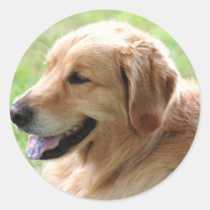 Adesivos Pup do ouro Retriever