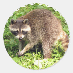 Adesivos Raccoon