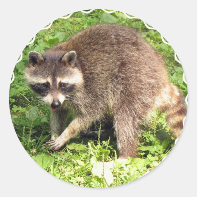 Adesivos Raccoon (Frente)