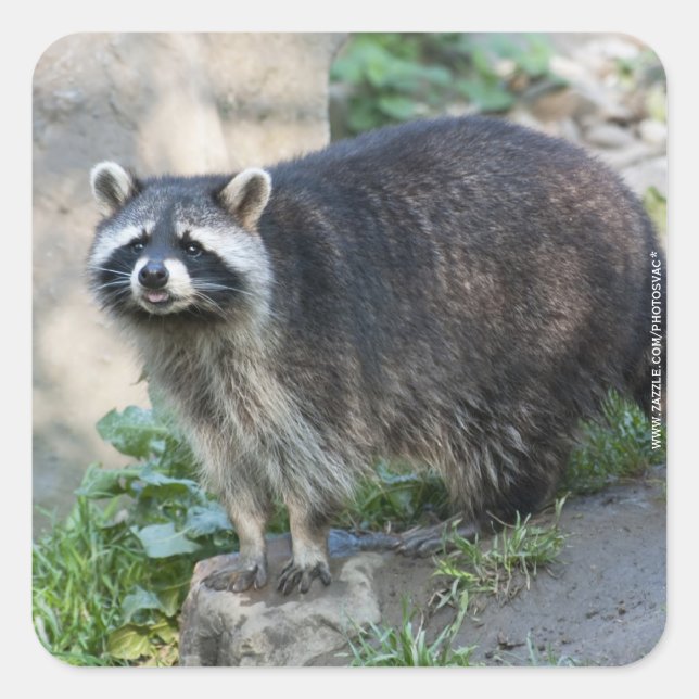 Adesivos Raccoon (Frente)