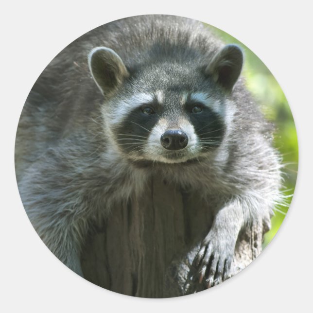 Adesivos Raccoon (Frente)