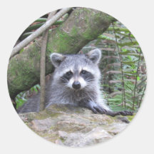 Adesivos Raccoon Adoráveis