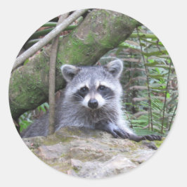 Adesivos Raccoon Adoráveis
