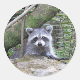 Adesivos Raccoon Adoráveis