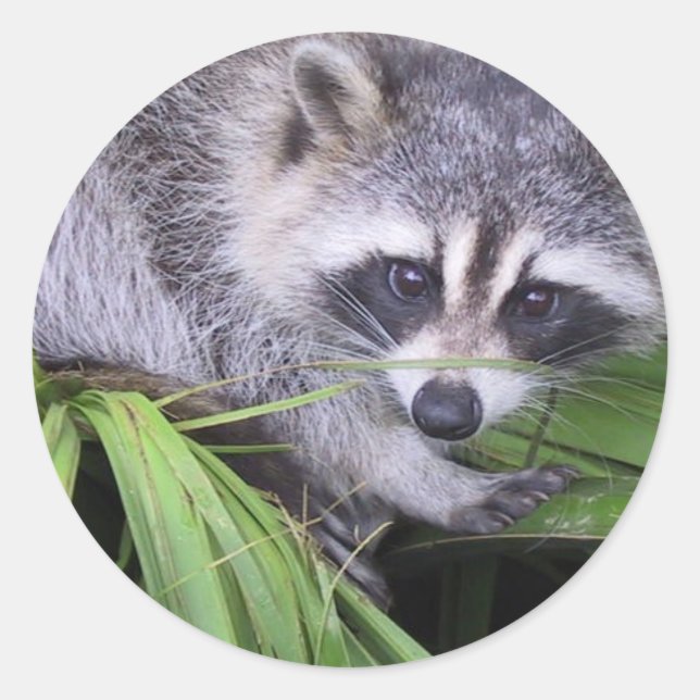 Adesivos Racoon (Frente)