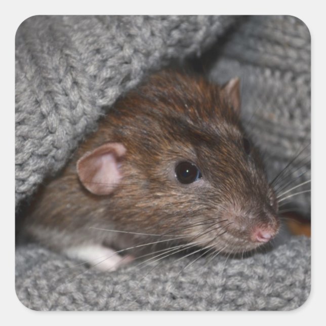 Adesivos Rat (Frente)