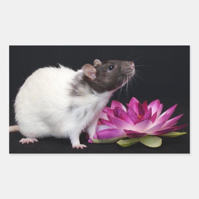 Adesivos Rat (Frente)