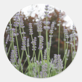 Adesivos redondos com ventilador de lavanda